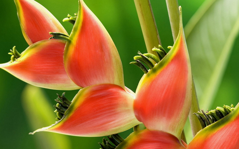  plants, exotic, tropical, flowers, 1080P, tempting, hd, handsome, smell, red, heliconia, near, color