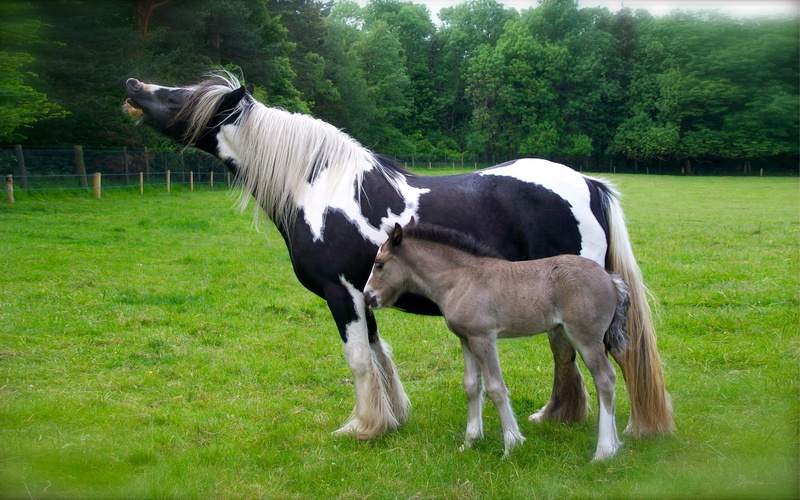hd, land, foal, day, no people, gypsy, horse, green color, cob, one animal, animal, nature, grass, field, plant, mammal, pets, meadow, 4K, vertebrate