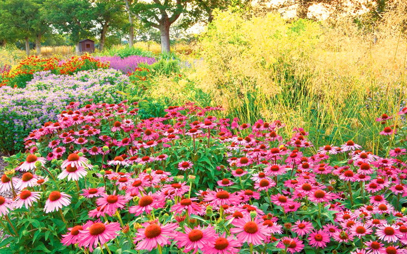 hd, desktop, 1080P, pretty, garden, colorful, flowers