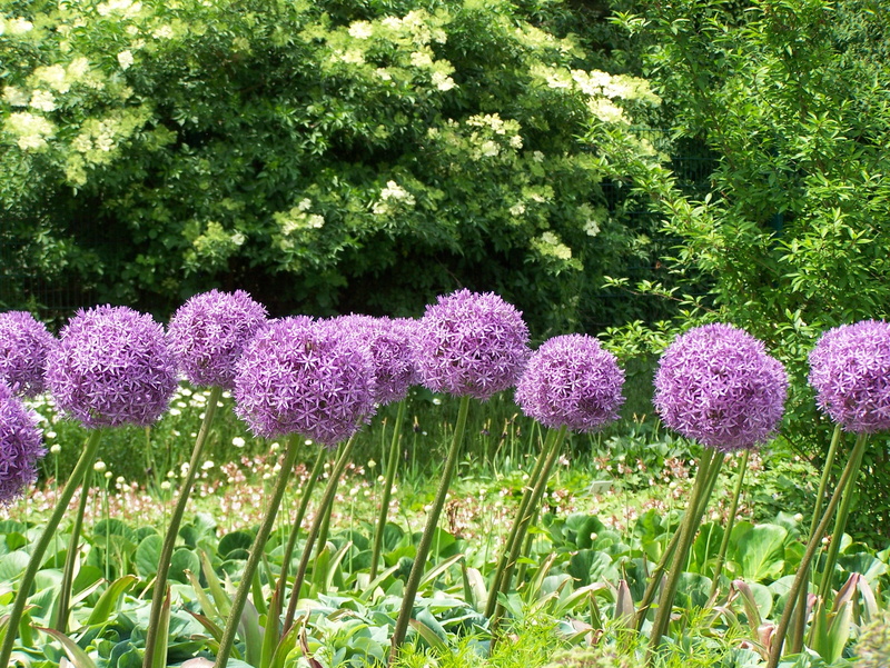 plant, sphaerocephalon, pink color, pink, beauty in nature, leek greenhouse, freshness, ornamental onion, land, blossom, green color, flower ball, tree