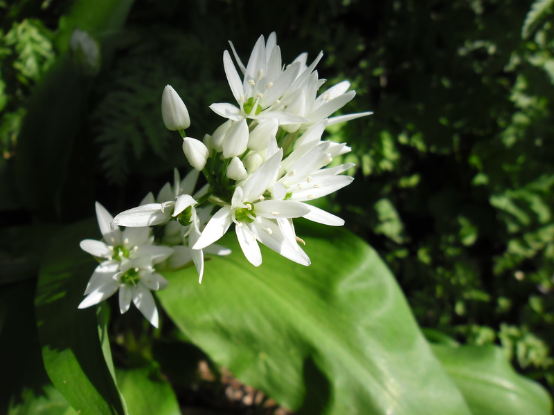 freshness, focus on foreground, flower head, small, plant, fragility, plant part, edible, growth, wild flowers, spring, bears garlic allium ursinum, close-up