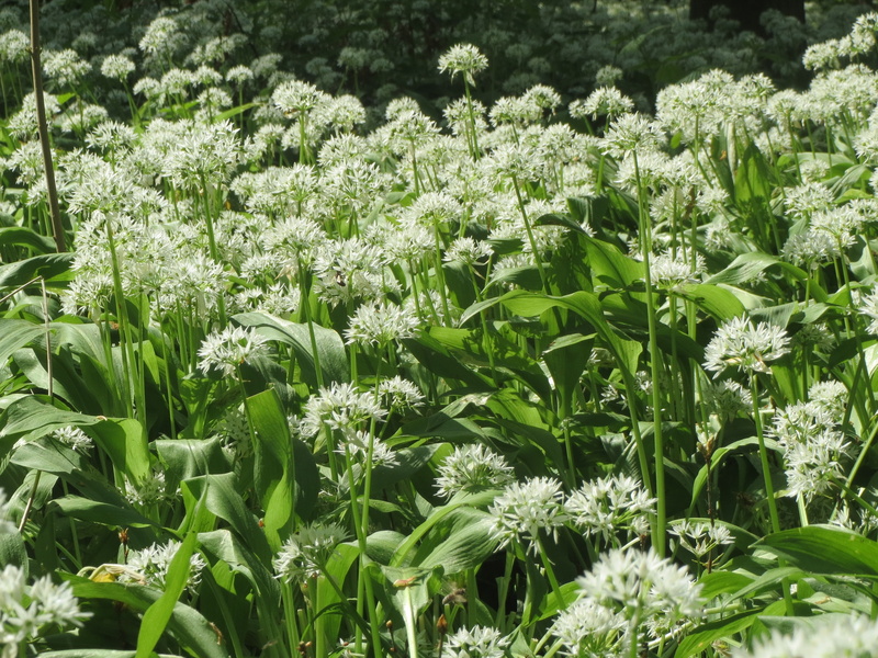 wild garlic, botany, allium ursinum, 2K, herb, freshness, wildflower, green color, day, field, beauty in nature, outdoors, plant part, wood garlic, no people