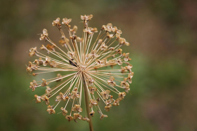 outdoors, leek, flowers rest, flower head, fade, fragility, botany, bloom, blossom, beauty in nature, allium, flowering plant, freshness, garden plant