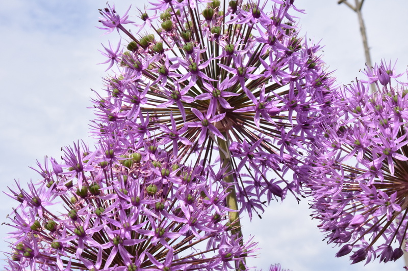 flower garden, allium, freshness, lilac, purple, pink color, fragility, flower ball, Onion, no people, growth, airy, giant ornamental allium, plant, low angle view