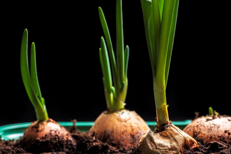 plant part, flower, no people, healthy eating, turnip, onions, nature, food and drink, new life, root, root vegetable, shallot, rutabaga, plant, freshness
