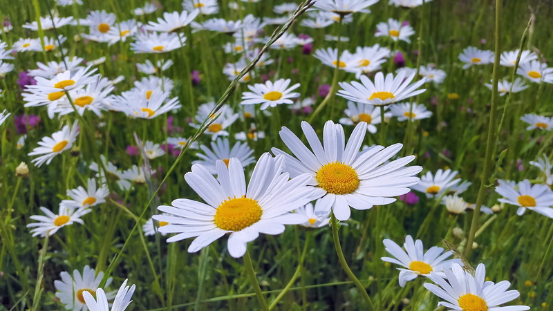 meadow, wild flowers, botany, growth, beauty in nature, idyllic, 4K, landscape, daisy, inflorescence, meadow margerite, blossomed, close, flower, white color