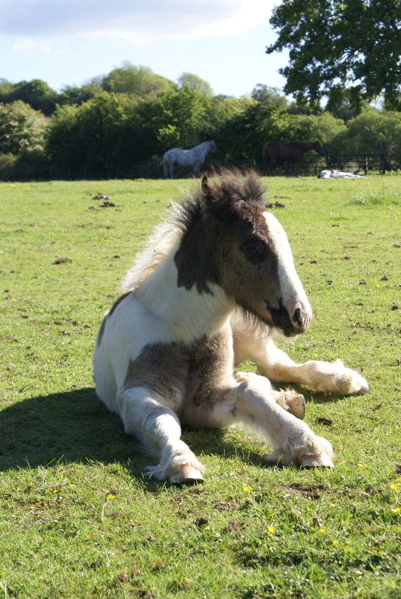 one animal, tree, animal wildlife, land, field, cute, plant, vertebrate, no people, Foal, domestic, Horse, green color, nature, livestock, equestrian, equine