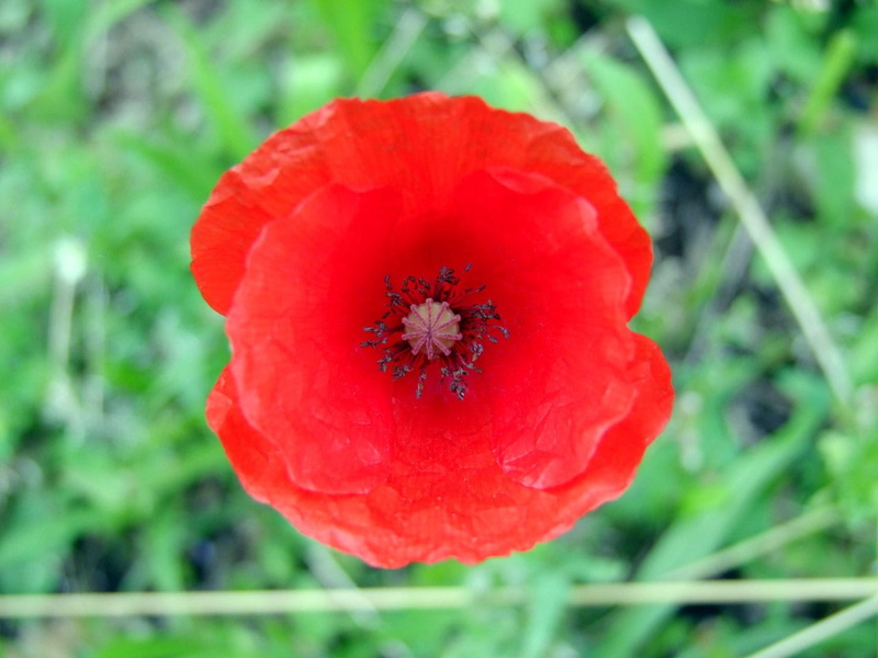 softness, petal, flowering plant, plant, vulnerability, growth, poppy, nature, savanna, beauty in nature, 720P, day, freshness, pollen, focus on foreground