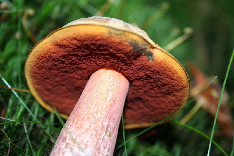 growth, no people, forest mushroom, mushroom, outdoors, forest, macro, gypsy mushroom, grass, beauty in nature, 2K, witches placidus, toadstool, flakes stalk witches suillus
