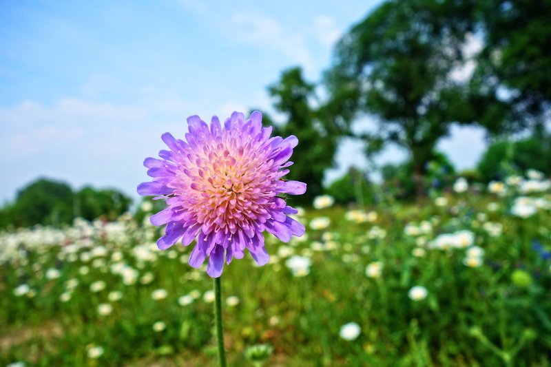 vulnerability, bright, rosette, pink color, daytime, petal, gypsy rose, blooming, june, sky, growth, scabies, field scabious, field, plant, light blue
