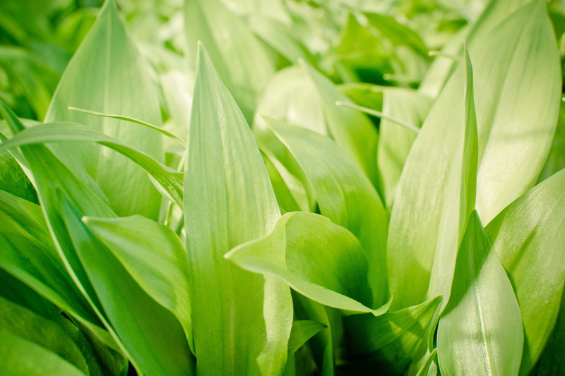 food plant, beauty In Nature, wild garlic buds, leaf, smell, green, food, food and drink, s, edible, green Color, garlic spinach, selective focus, corn