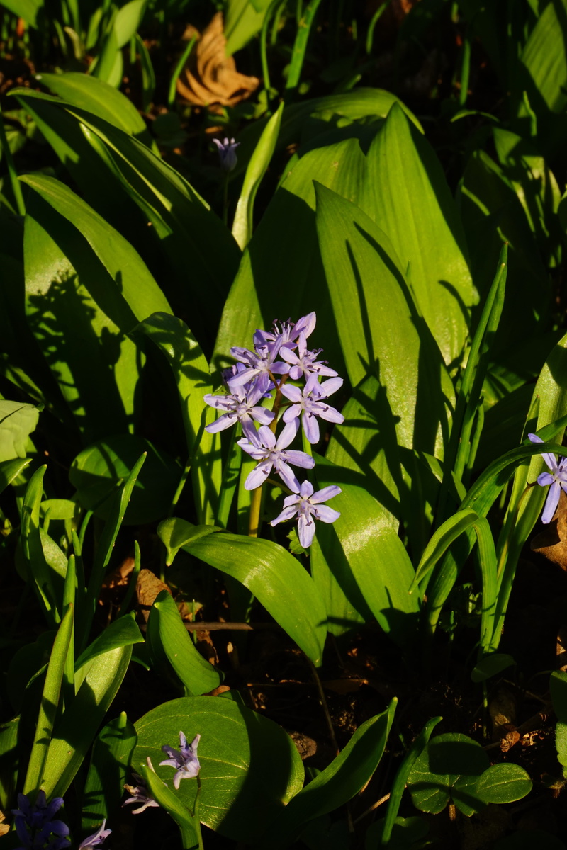 purple, vulnerability, petal, Blossom, close-up, leaf, alternative medicine, spring, growth, witch onion, green color, flower head, garlic spinach, allium ursinum