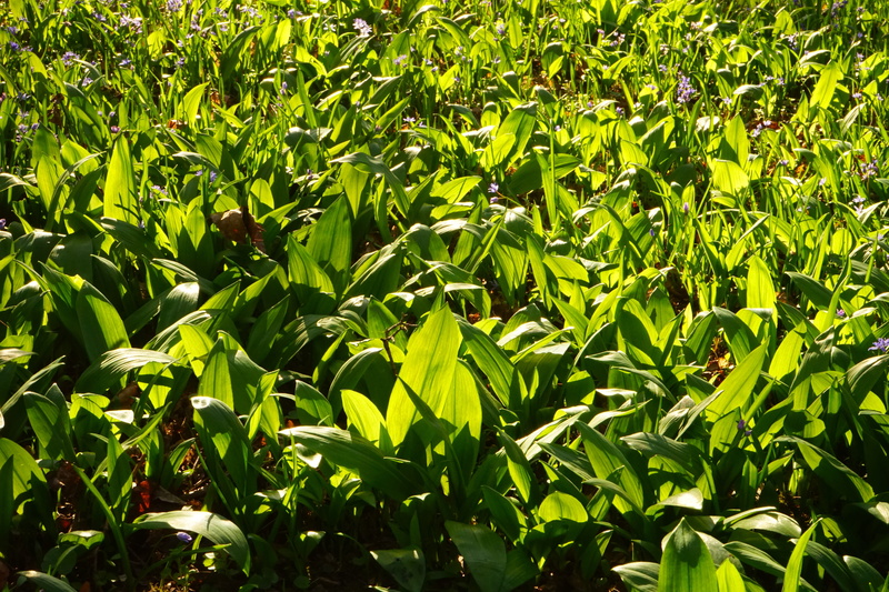 garlic spinach, forest, allium, no people, grow grow, harbinger of spring, focus on foreground, ramsen, wild vegetables, waldherre, full frame, wild garlic