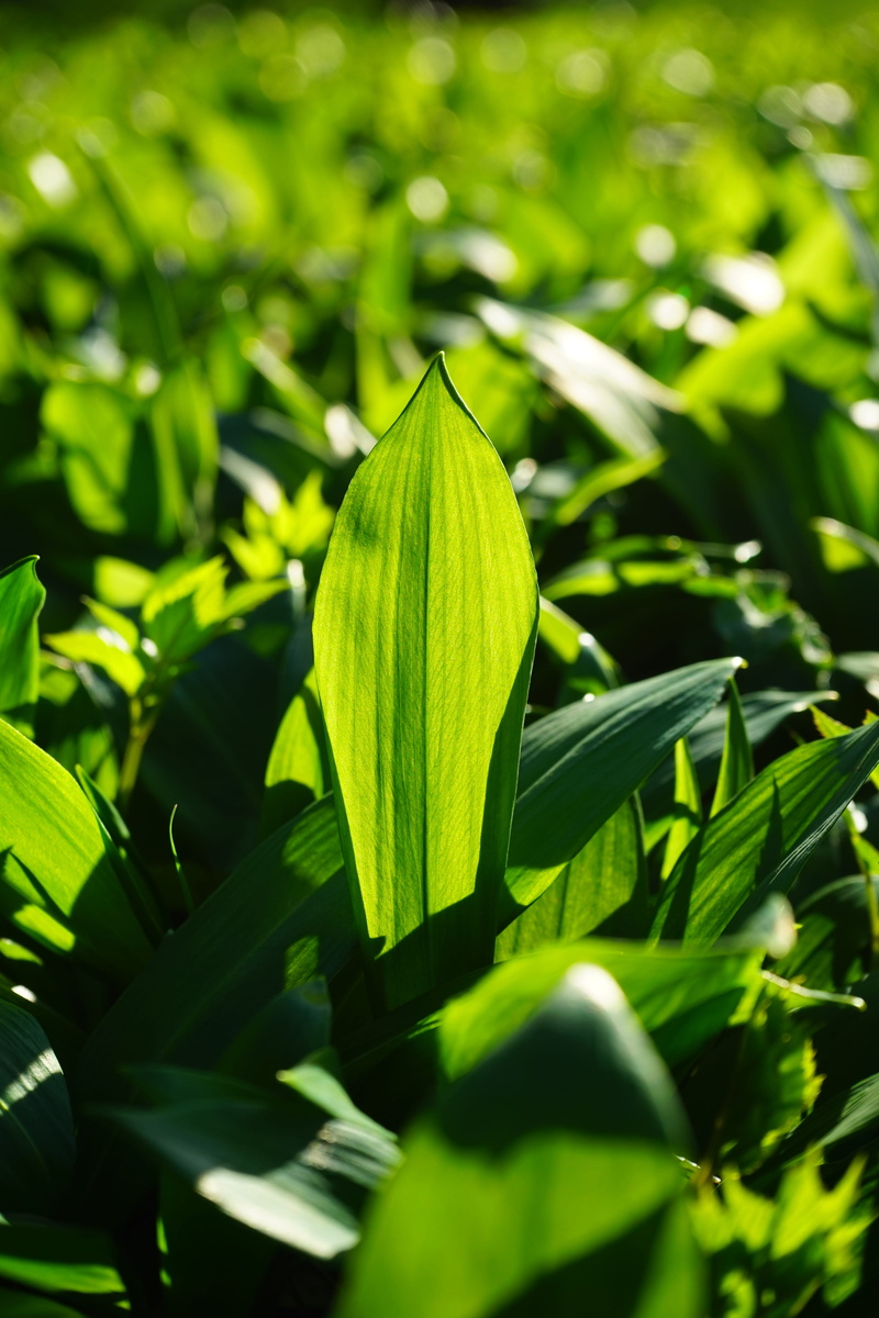 close-up, 5K, beauty in nature, Leaves, nature, no People, fragility, wild vegetables, vulnerability, wild garlic, forest, sunlight, flower, flowering plant
