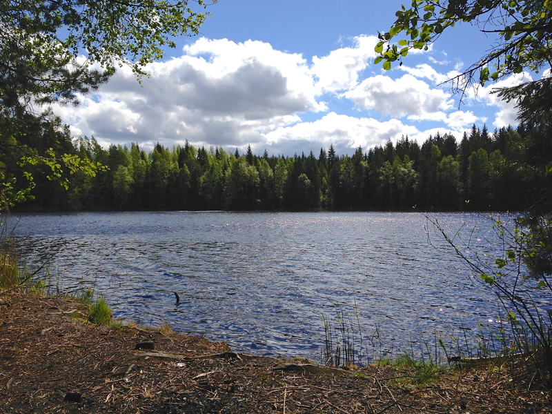 finnish, water, beauty in nature, natural, scenic, pine, forest, cloud - sky, tranquility, lakeshore, tree, green color, no people, outdoors, growth, non-urban scene