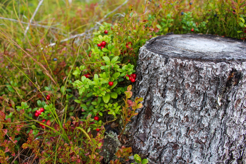 hike, heather, scandinavia, autumn, dead, venerable, cut, lingonberry, tree, beside, nature, round, tree Stump, natural, mountain, trunk, dry, land, focus on foreground