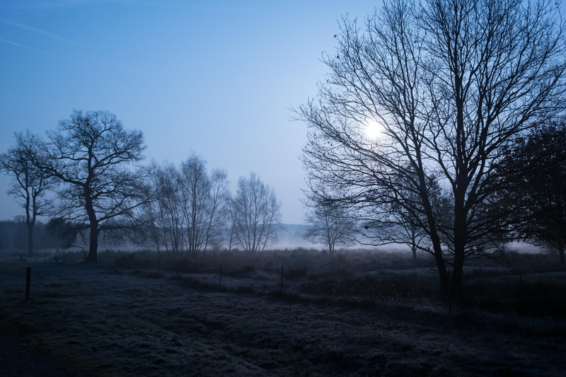 tree, non-urban scene, tranquil scene, bare tree, no people, tranquility, sunrise, cool, beauty in nature, land, mood, day, scenics - nature, hazy, nature