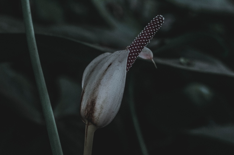 plants, inflorescence, garden, beauty in nature, paganism, brazil, botany, fragility, nature, close-up, freshness, bud, plant part, druidry, sepal, pagans
