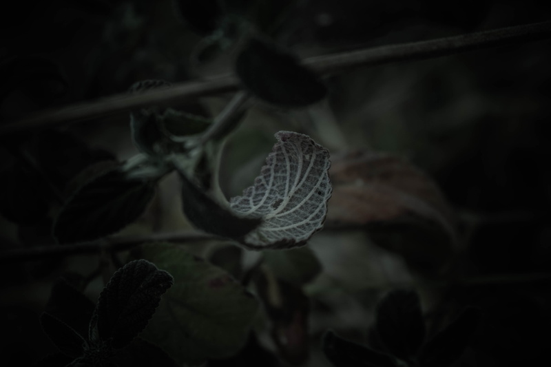 growth, leaves, leaf, no people, detail, vulnerability, folk, dusk, flowering plant, folklore, pagan, paganism, beauty in nature, witchcraft, fragility