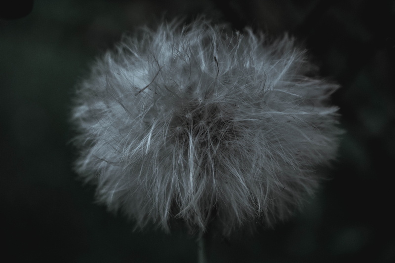 white color, outdoors, dandelion seed, witchcraft, dandelion, focus on foreground, softness, paganism, feather, freshness, pagans, flower head, 5K, witches