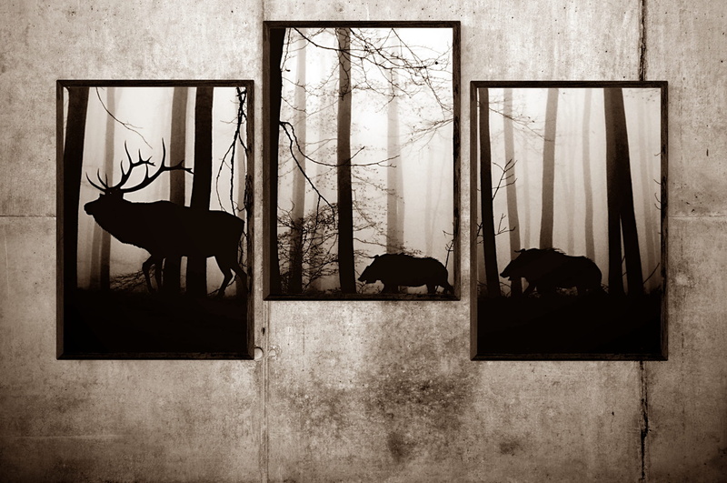 indoors, picture frame, 1080P, image, domestic animals, day, wild, silhouette, nature, pets, animal, built structure, photos, assorted, mammal, vertebrate