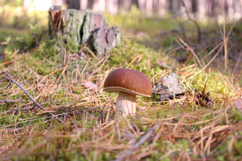 focus on foreground, forest, grass, plant, land, close-up, selective focus, day, poisonous, beauty in nature, vegetable, no people, outdoors, toadstool
