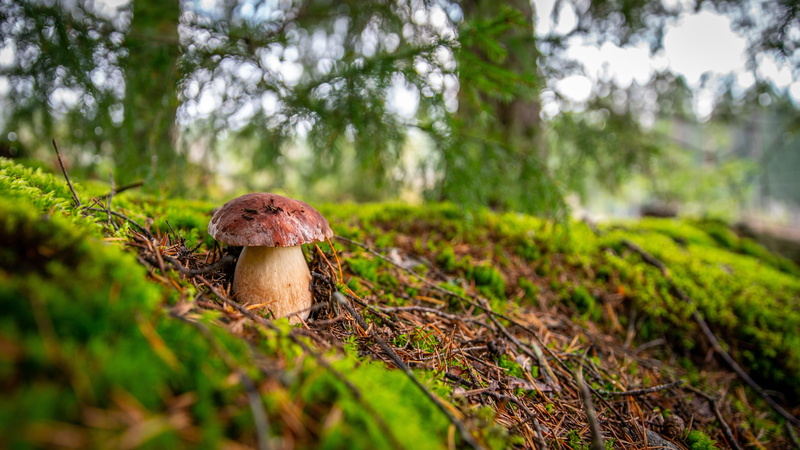 outdoors, mushroom, surface level, white, no people, nature, toadstool, environment, selective focus, bor, food and drink, field, landscape, tree, grass