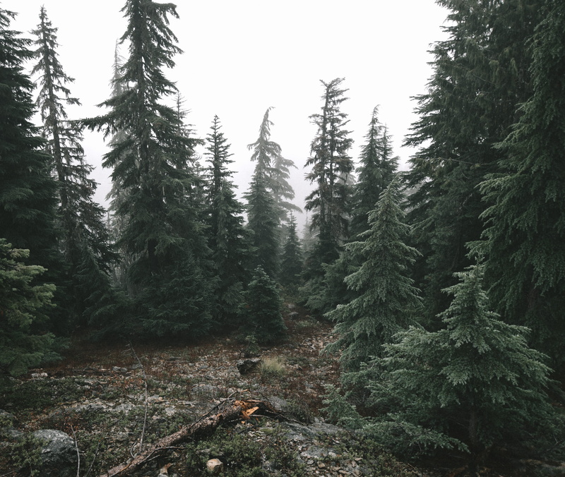 tree, woodland, bohemia mountain, rain, outdoors, tranquil scene, pine tree, oregon, united states, clear sky, beauty in nature, alpine, growth, day, fog