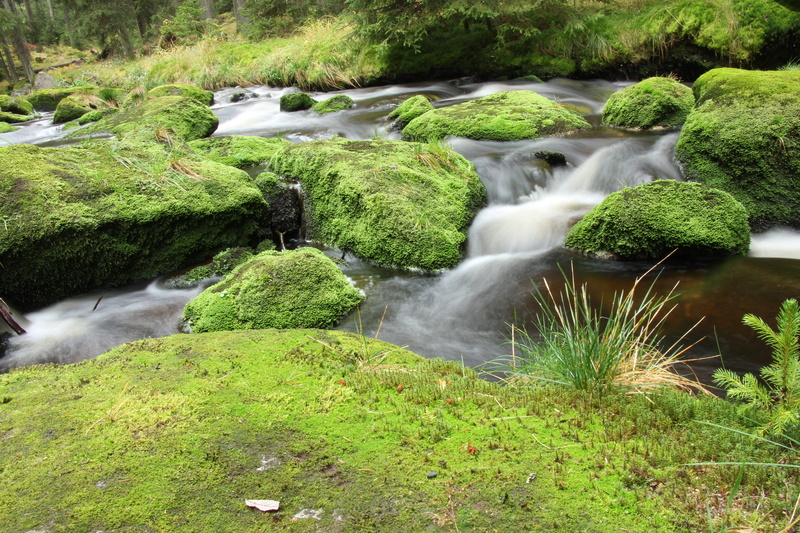 waterfall, plant, rainforest, autumn, outdoors, growth, green color, solid, forest, mountain kvilda, south bohemia, grass, Nature, 5K, beauty in nature