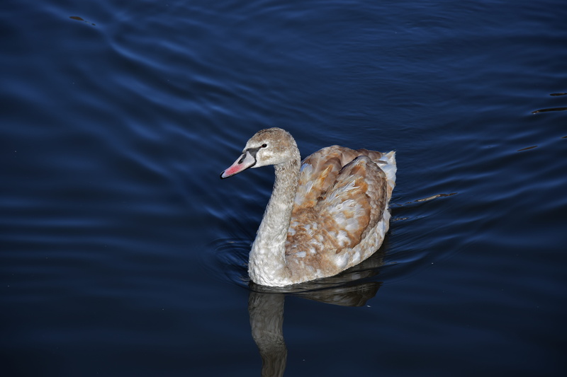 white, one animal, animal wildlife, day, czech republic, animal themes, lake, swan, blue, animal, nature, animals in the wild, close-up, pond, swimming