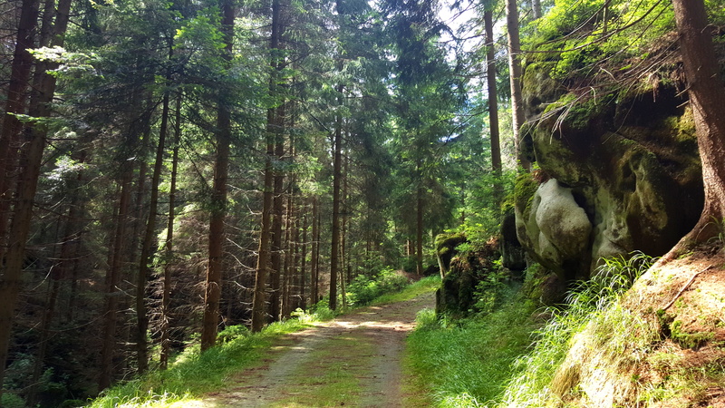 landscape, nature, tranquil scene, forest, beauty in nature, tree trunk, trail, the way forward, woodland, summer, non-urban scene, scenics - nature, conifers