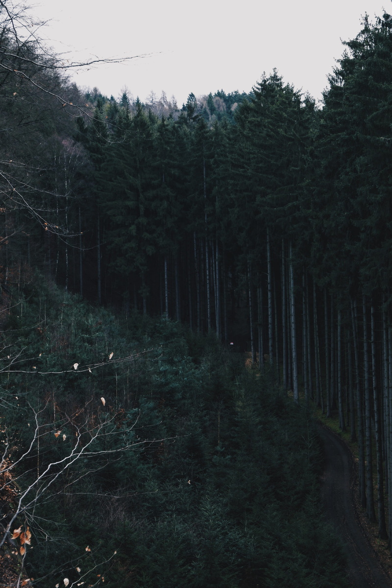 plant, vertical, green color, clear sky, wander, tree, 2K, cesky, nature, forest, woods, ray, non-urban scene, growth, sky, scenics - nature, woodland