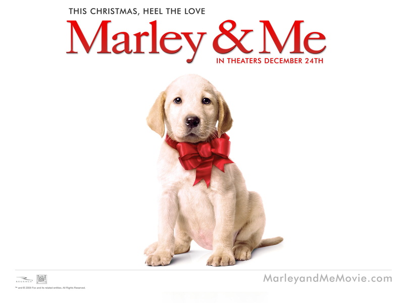 marley, amp, dog, 720P