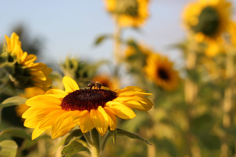 plant, yellow, beauty in nature, vulnerability, 5K, sunflower field, golden hour, flowering plant, types of die, flower head, insect, sunflower, flower