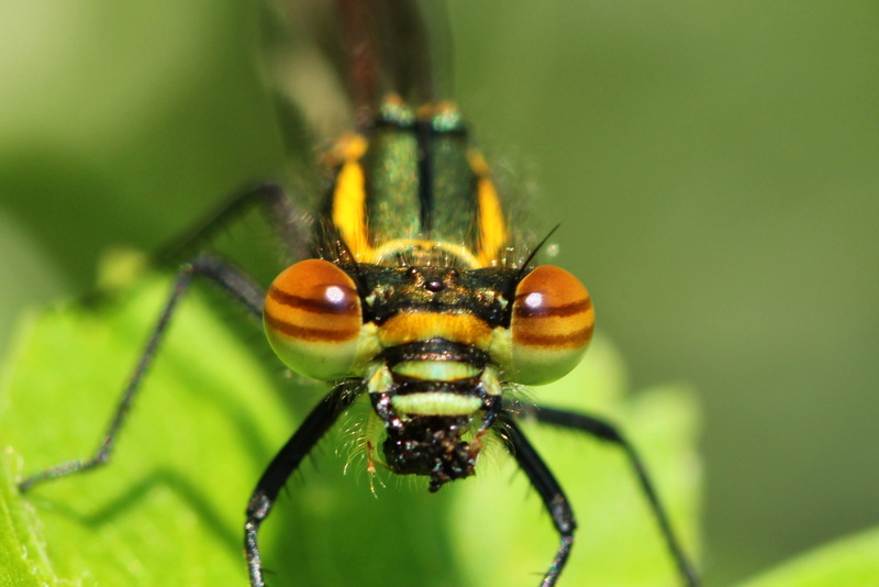 animal wildlife, 2K, fbiologie, plant part, green, animal leg, animal wing, types of die, green color, animal body part, food intake, animal, pyrrhosama nymphula