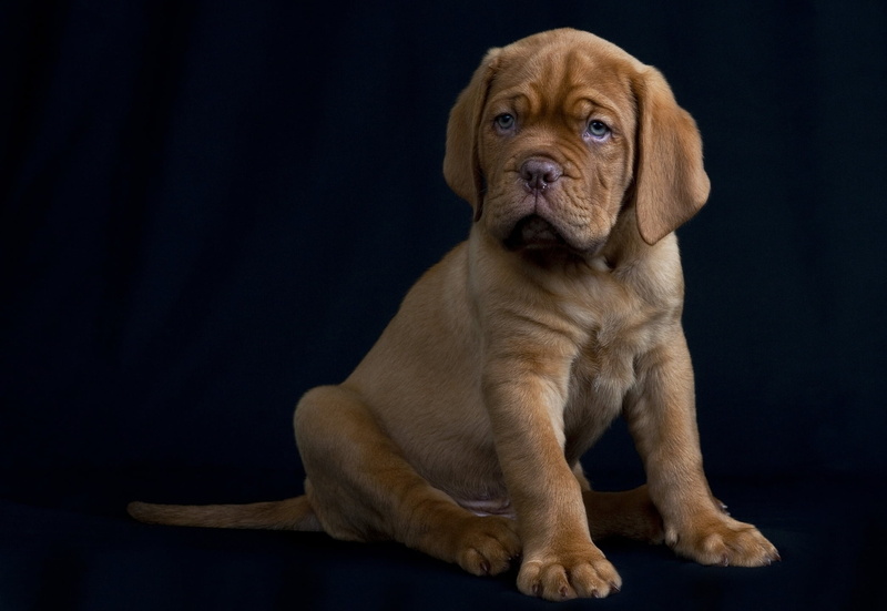 puppy, studio Shot, young Animal, domestic, looking, brown, portrait, sitting, black Background, one Animal, animal themes, no People, copy space, animal head