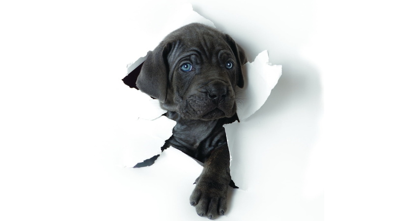 portrait, puppy, young Animal, small, mixed-Breed Dog, cut Out, obedience, illustration, isolated, labrador Retriever, domestic Animals, black, mammal