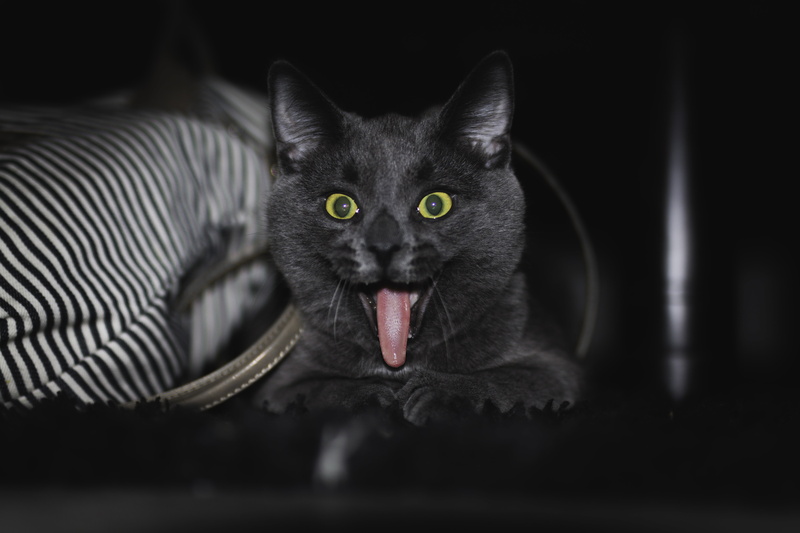 animal, domestic, no people, feline, vertebrate, mouth open, mammal, domestic animals, animal head, animal tongue, toy, domestic cat, animal themes, looking at camera