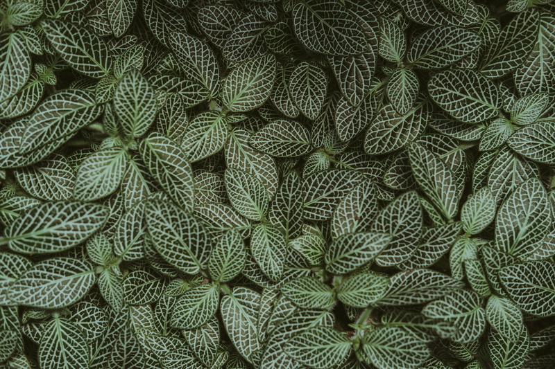 pattern, background, directly above, leaves, clean, texture, detroit, plant part, repetition, backgrounds, large group of objects, abundance, natural pattern