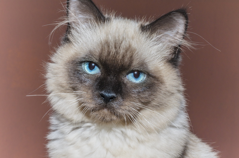 mammal, domestic cat, vertebrate, gotta love, kitten, domestic animals, brown, animal, portrait, cat, rag doll, no people, pets, cute, he kitten, domestic