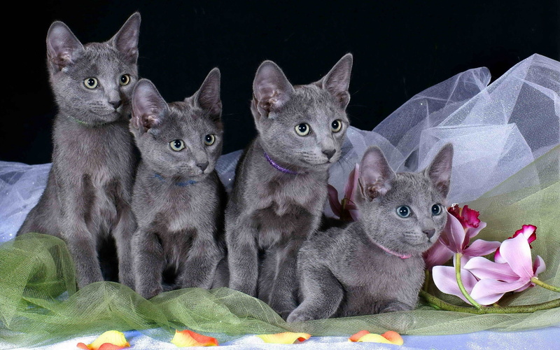 whisker, Kittens, domestic animals, indoors, domestic, cat, animal family, group of animals, portrait, mammal, looking at camera, close-up, pets, animal themes