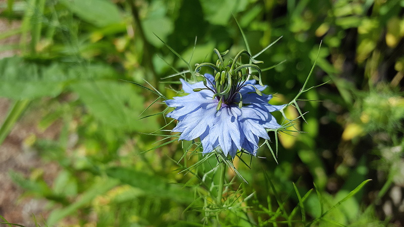 focus on foreground, Nigella Sativa, ranunculaceae, freshness, purple, flower, no people, 5K, samascena nigella, ragged lady, Kalonji, garden plant, plant