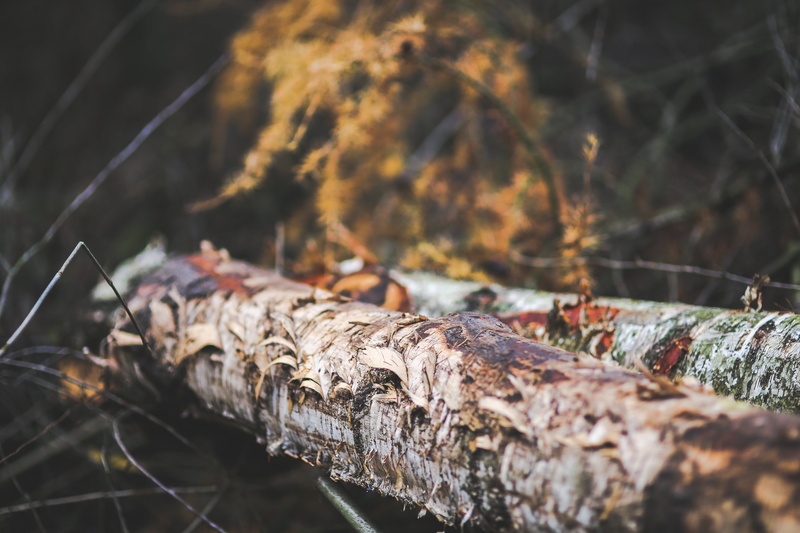 forest, fallen tree, damaged, wood, outdoors, day, close-up, land, fall, old, dead plant, nature, log, deforestation, autumn, focus on foreground, firewood
