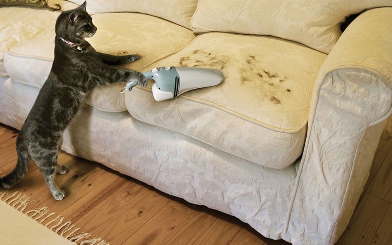 comfortable, home Interior, pets, modern, gray, domestic Cat, no People, brown, sleeping, hair, one animal, cute, cushion, flooring, domestic Animals, wood