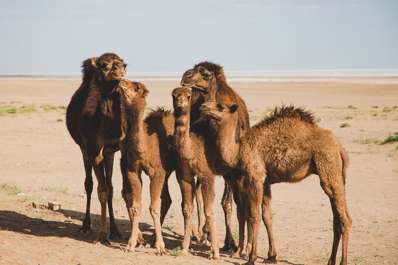 domestic, nature, domestic animals, herbivorous, sunlight, two animals, no people, aran o bidgol, group of animals, iran, camels, isfahan province, vertebrate