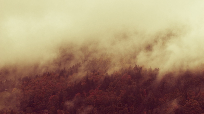 area, growth, tree, tranquil scene, cloud - sky, smog, brown, scenics - nature, white, pine woodland, outdoors, mist, plant, fog, beauty in nature, nature