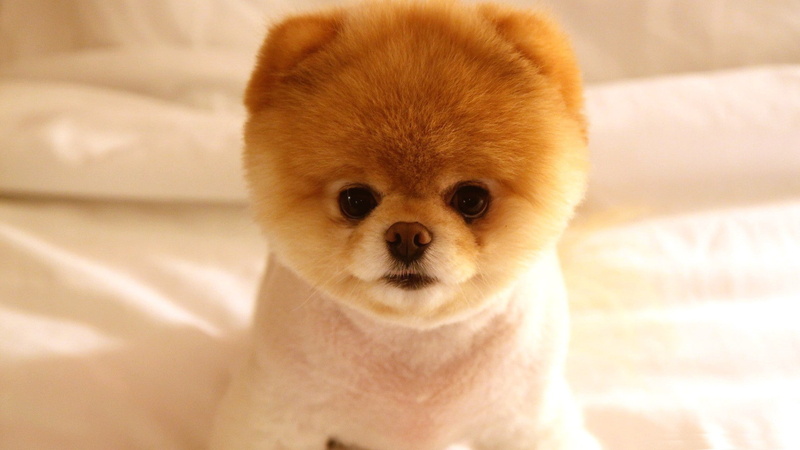 4k cut animal, Cute, puppy, 1080P, Boo Dog, 1920x1080