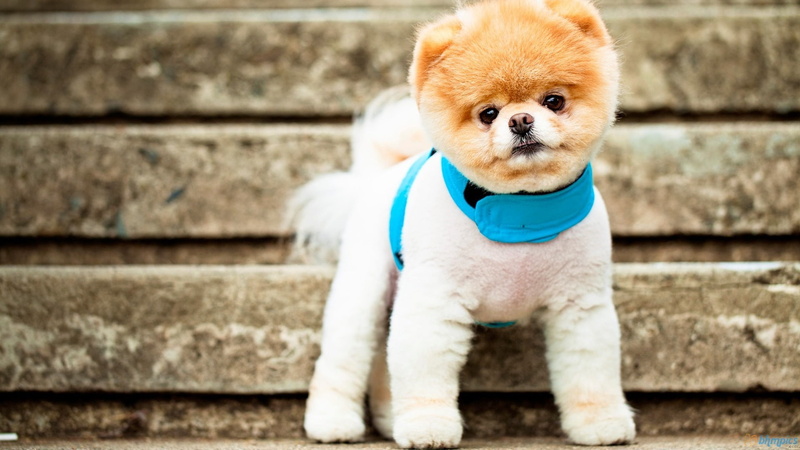 white, coat, Dog, 1080P, short, Boo, brown, puppy