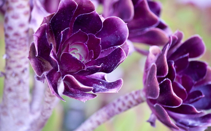 purple, 1080P, flowers, blooms, lovely, nature, succulent, nature and landscapes, deep