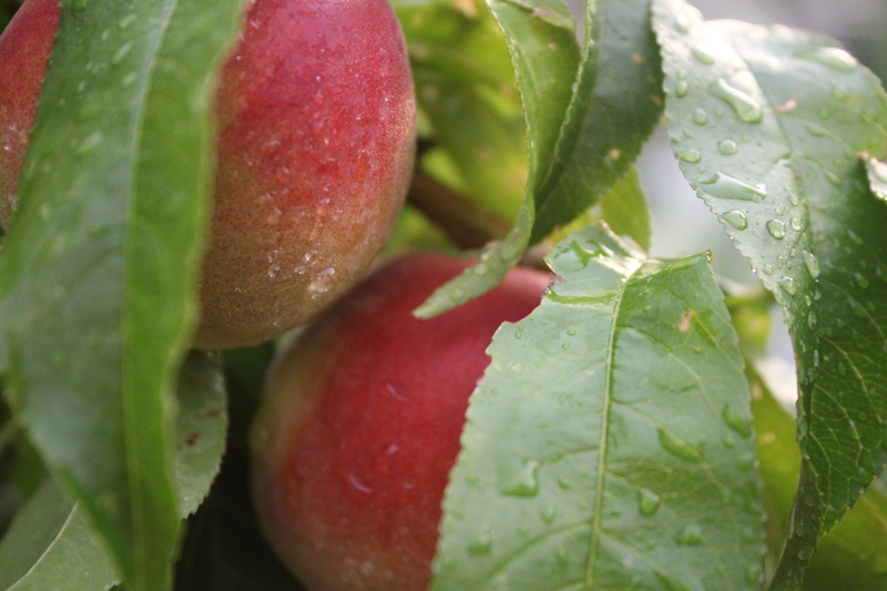 freshness, delicious, food and drink, duran, plant, agriculture, plant part, 5K, green color, vegetable, food, drop, water, ripe, dew, gardening, leaf